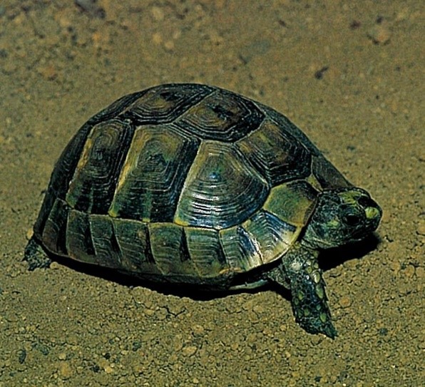 ガシャポンブログ ガシャポンワールド