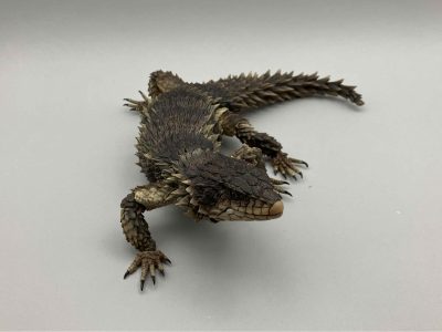 オオヨロイトカゲ　開発は今や佳境！