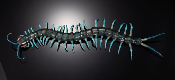 リュウジンオオムカデの彩色マスターサンプル完成