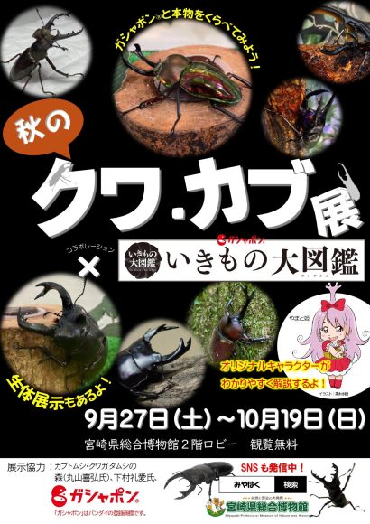 宮崎県総合博物館（通称：みやはく）で「クワ・カブ展✕いきもの大図鑑」開催中！