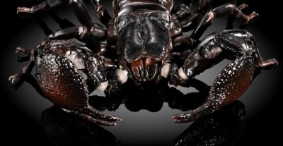 ダイオウサソリ　鋏角について