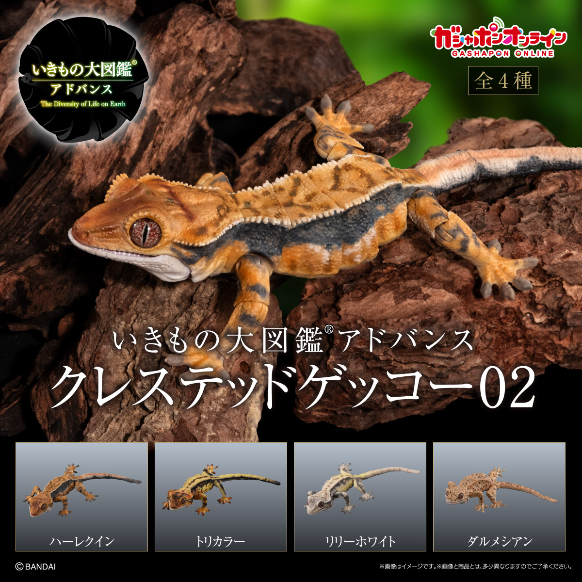 いきもの大図鑑アドバンス クレステッドゲッコー02
