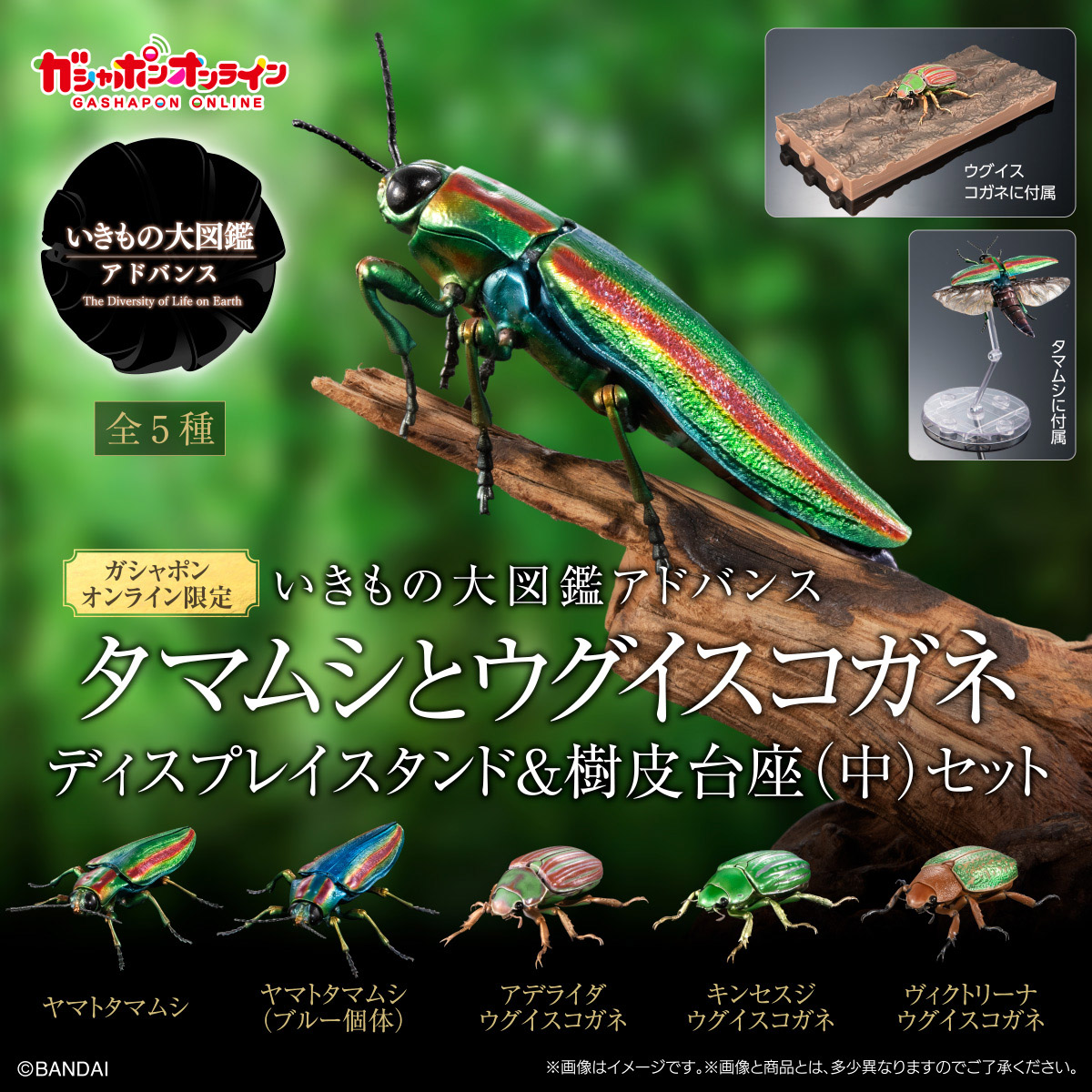 いきもの大図鑑アドバンス<br>タマムシとウグイスコガネ<br>ディスプレイスタンド＆樹皮台座（中）セット