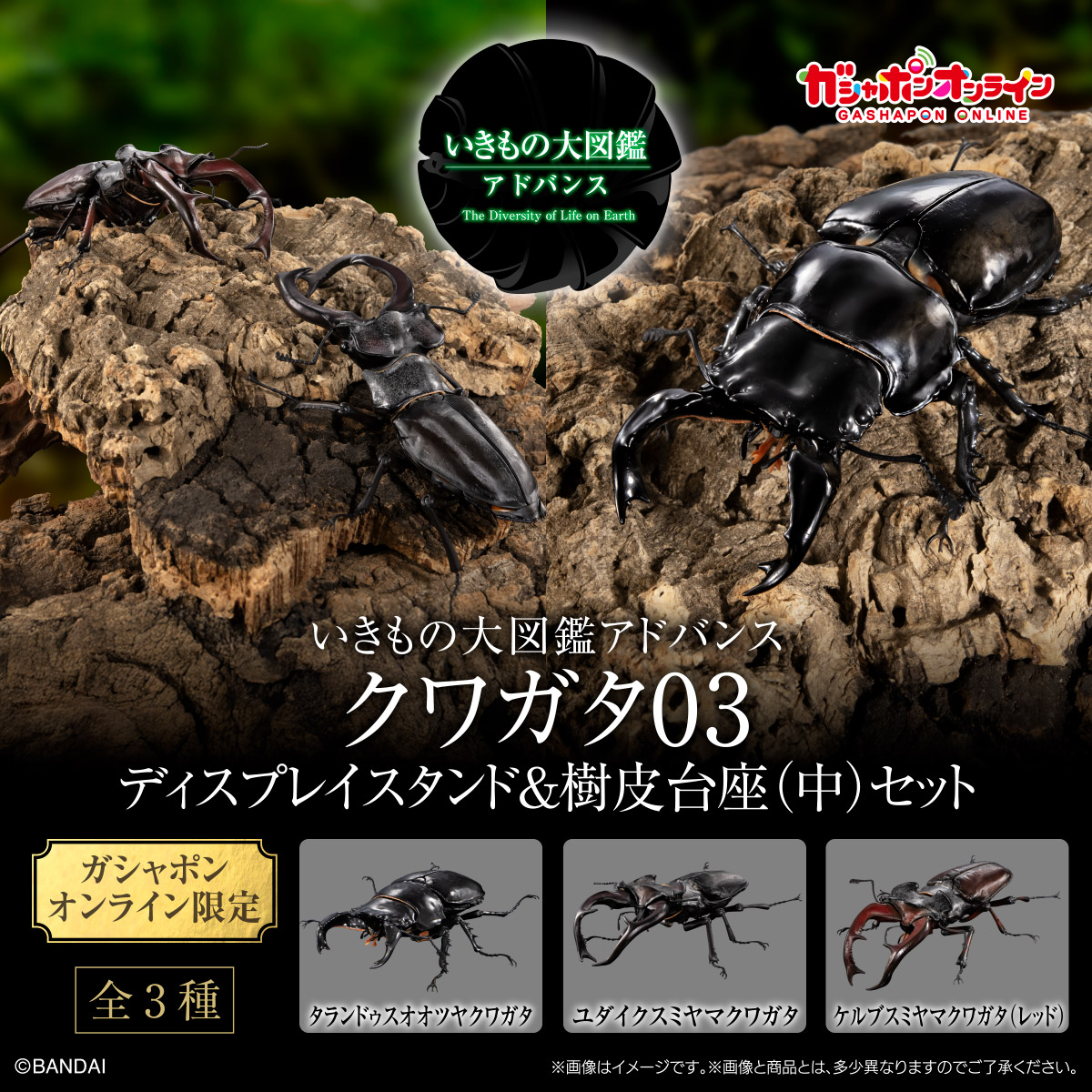 いきもの大図鑑アドバンス<br>クワガタ03<br>樹皮台座（中）セット