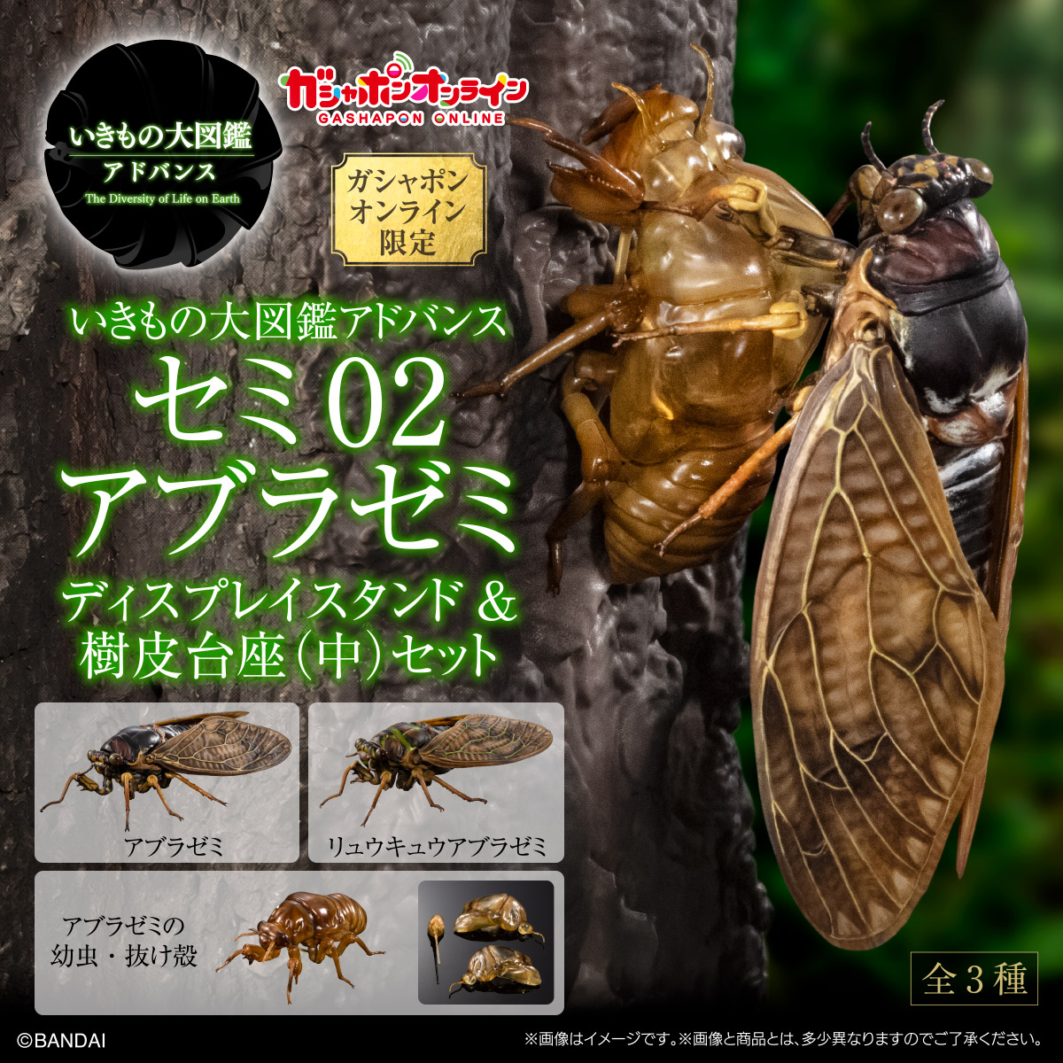 いきもの大図鑑アドバンス<br>セミ02 アブラゼミ<br>ディスプレイスタンド＆樹皮台座（中）セット
