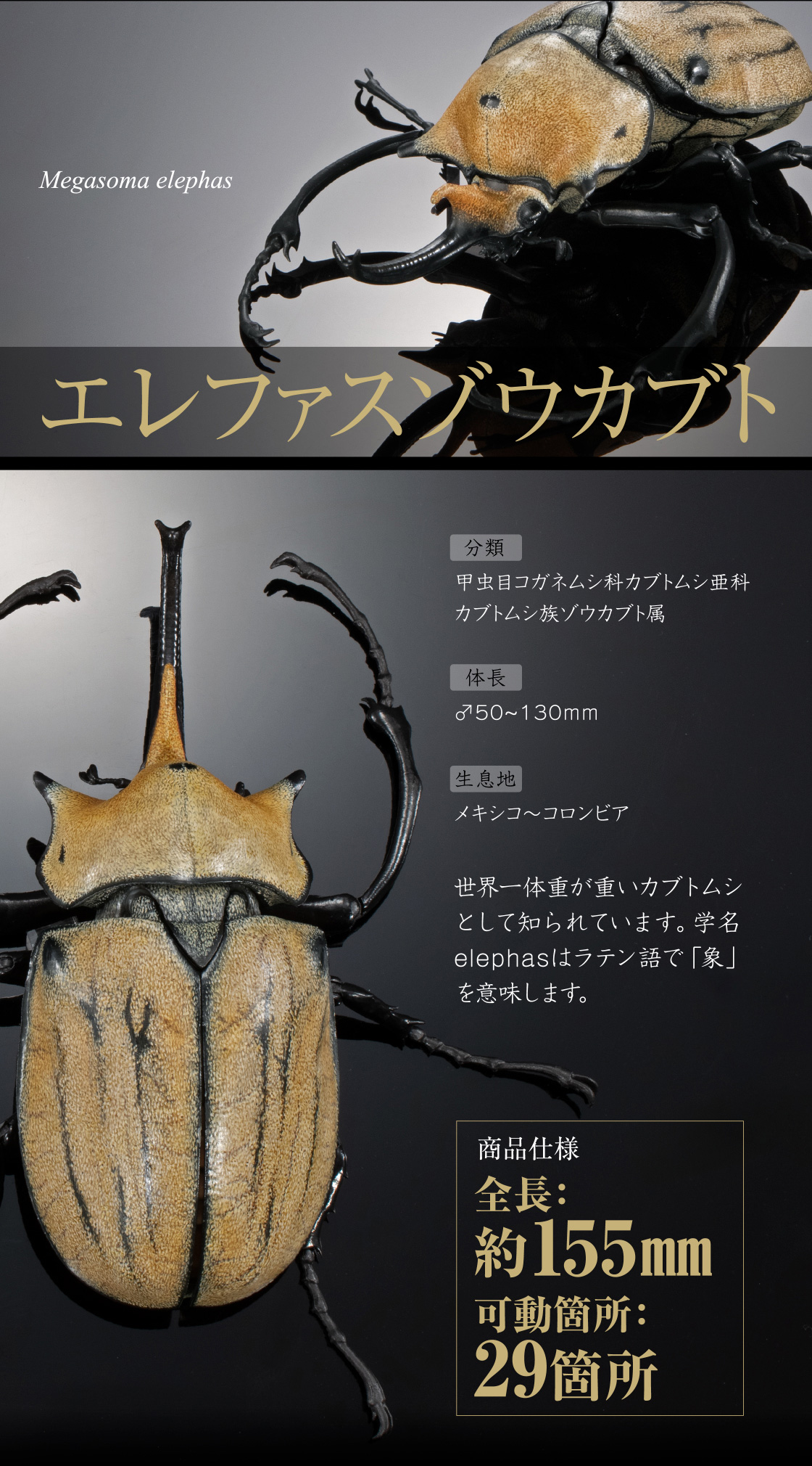 エレファスゾウカブト 全長：約155mm 可動箇所：29箇所