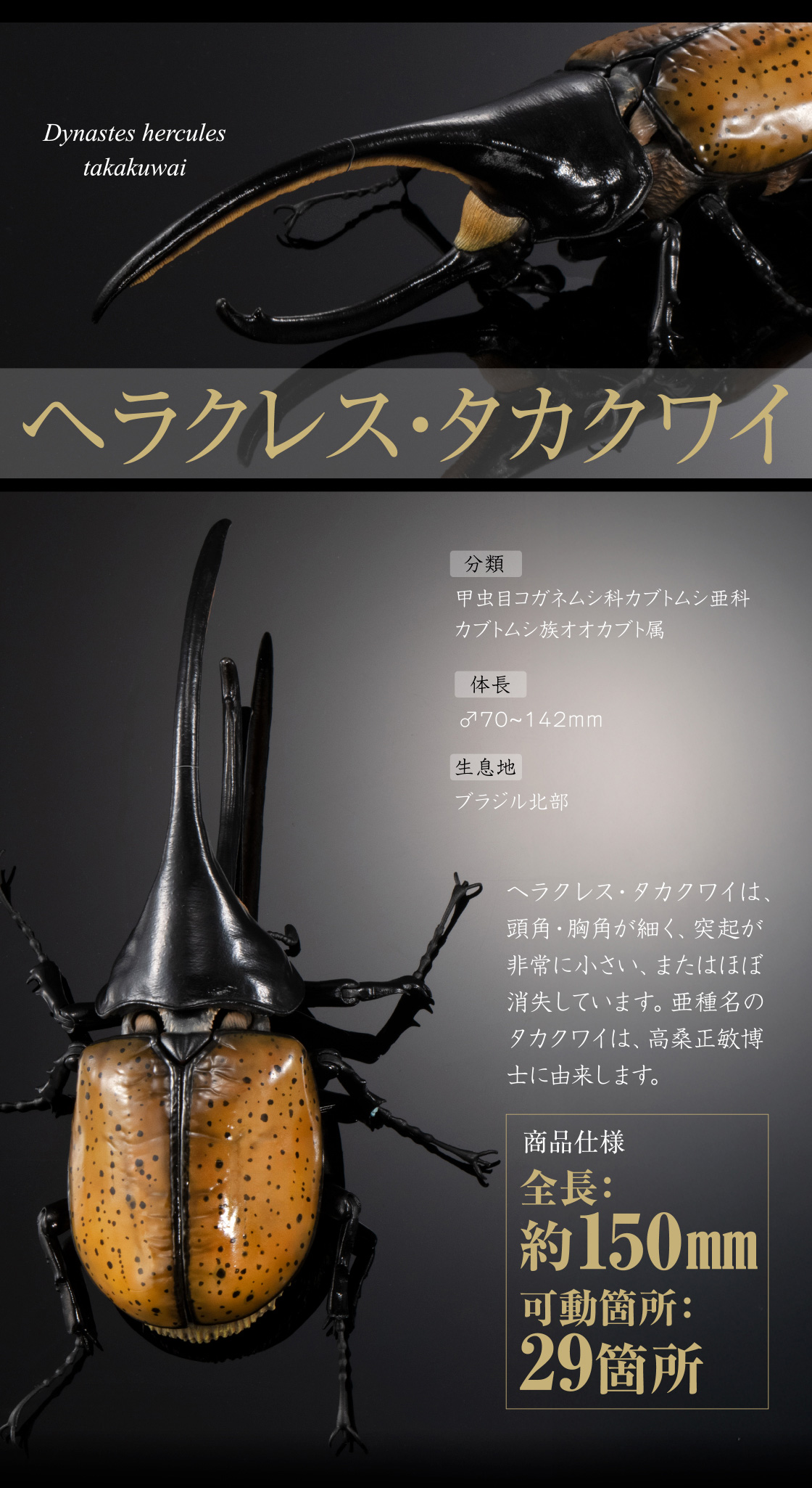 ヘラクレス・タカクワイ 全長：約150mm 可動箇所：29箇所