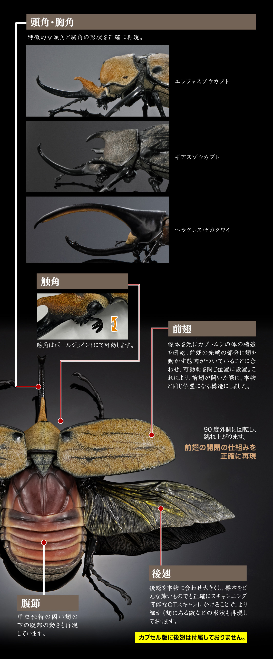 頭角・胸角 触覚 前翅 後翅 腹節