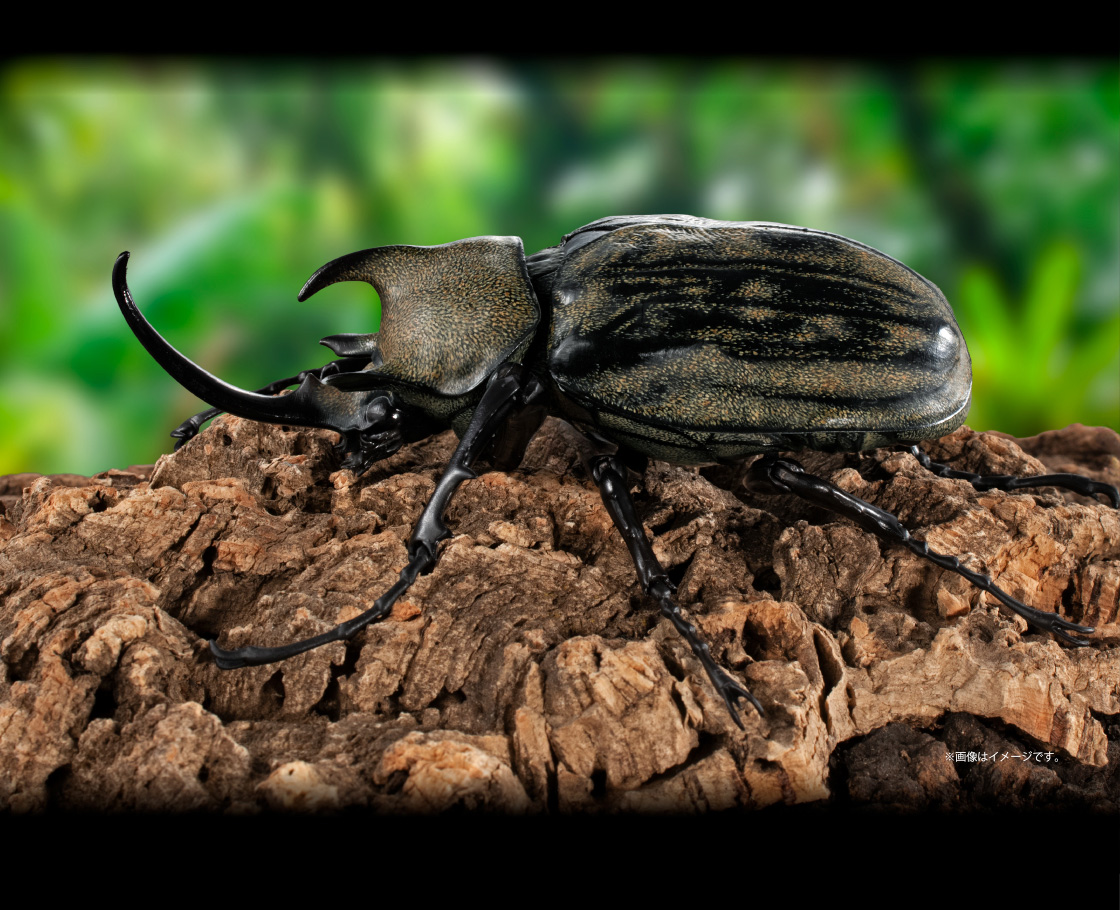 ギアスゾウカブト ※画像はイメージです。