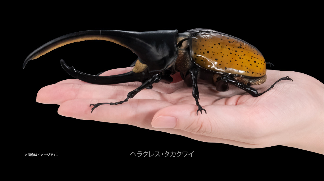 ヘラクレス・タカクワイ ※画像はイメージです。