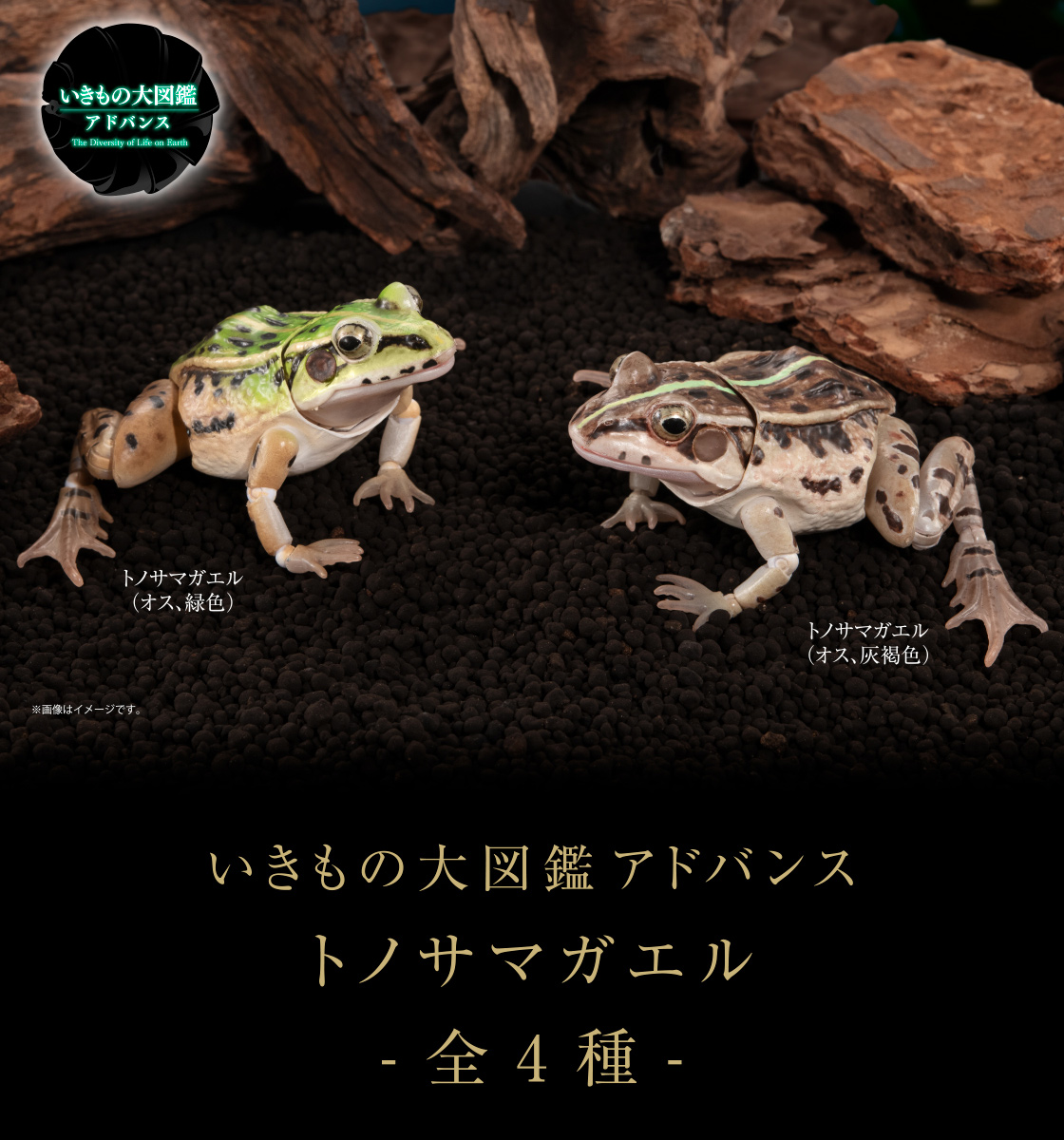 いきもの大図鑑アドバンス トノサマガエル　フルセット新品未使用