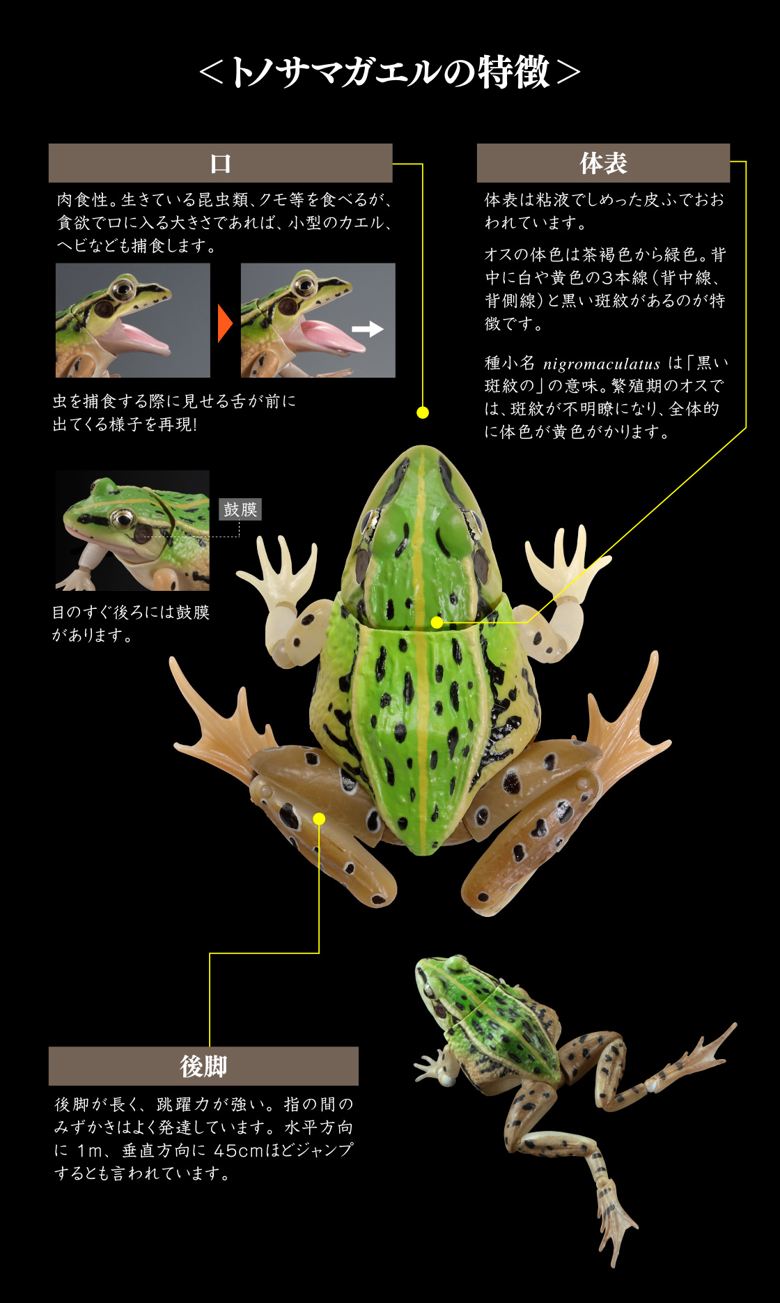 ＜トノサマガエルの特徴＞