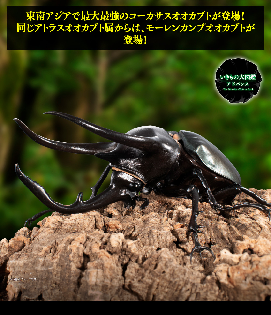 東南アジアで最大最強のコーカサスオオカブトが登場！ 同じアトラスオオカブト属からは、モーレンカンプオオカブトが登場！