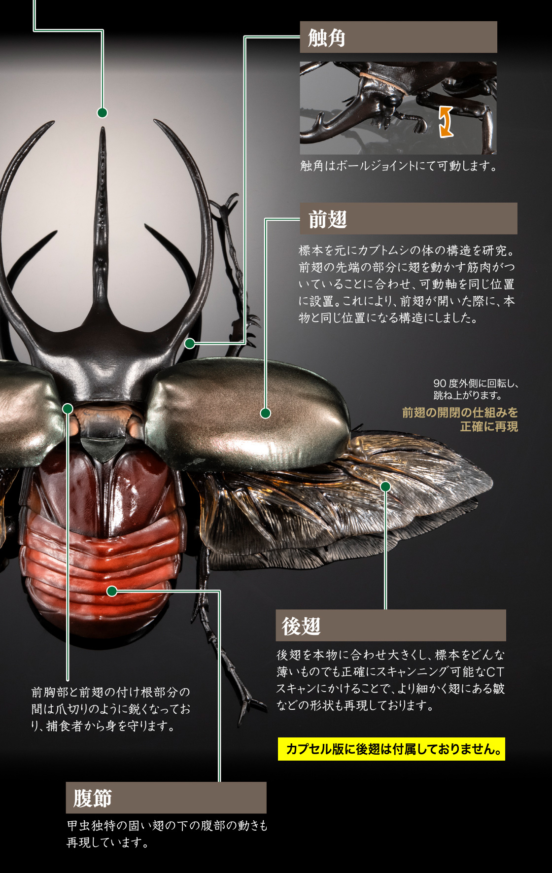 触覚 前翅 後翅 腹節