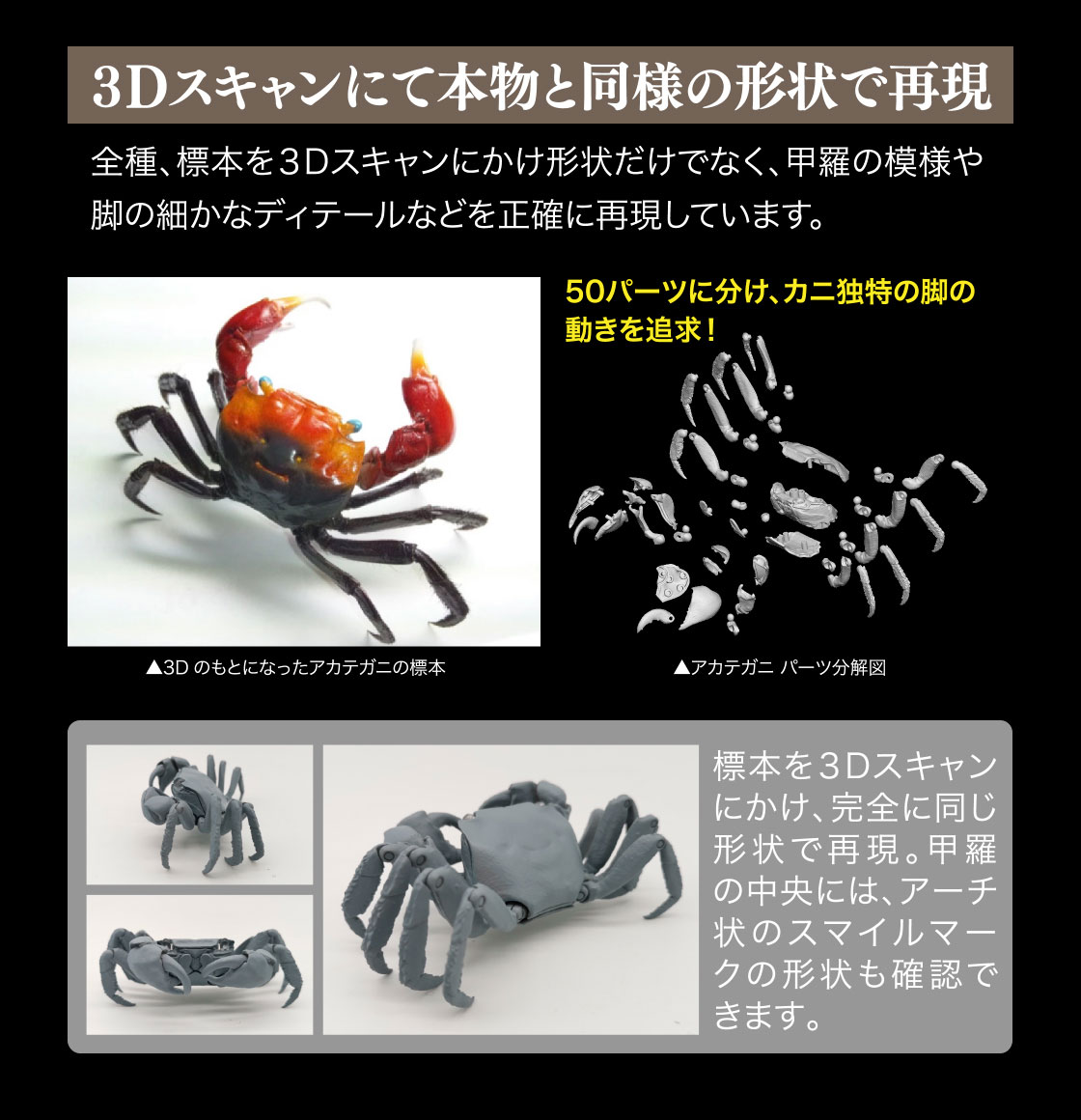 いきもの大図鑑アドバンス かに いきもの大図鑑 ガシャポンオフィシャルサイト いきもの大図鑑アドバンス かに いきもの大図鑑 ガシャポンオフィシャルサイト