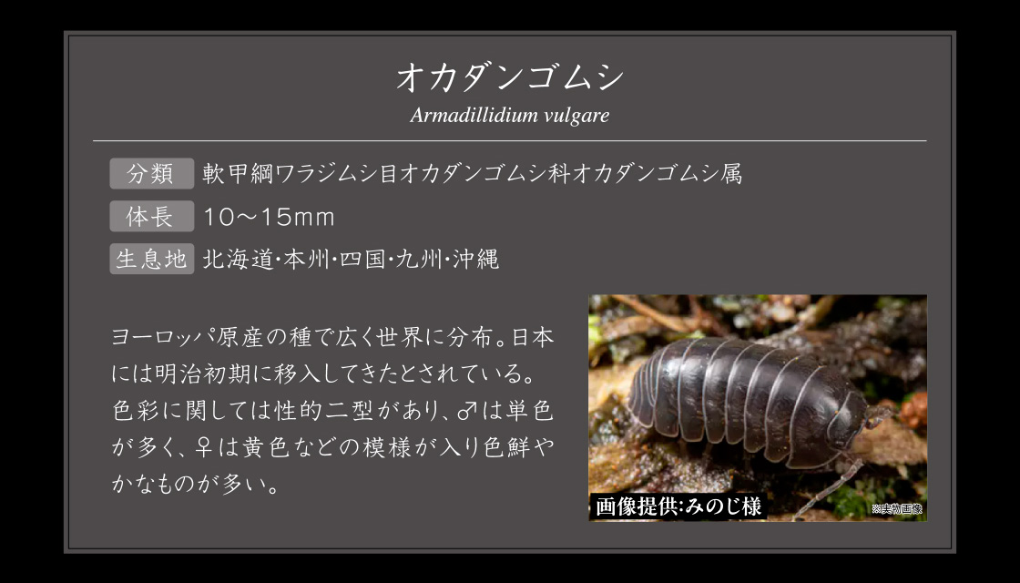 オカダンゴムシ Armadillidium vulgare