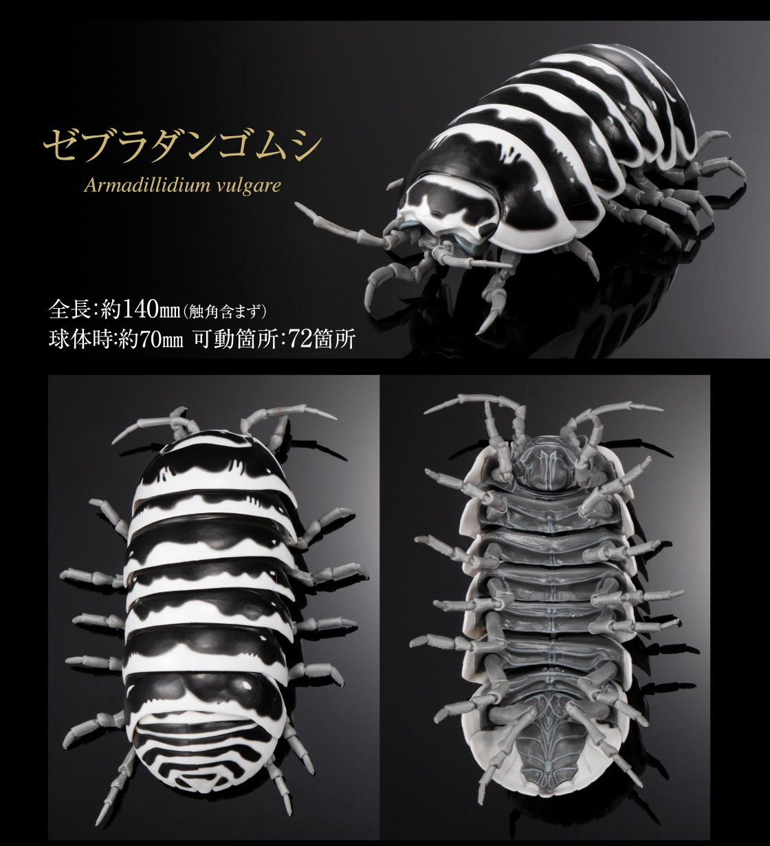 ゼブラダンゴムシ 全長：約140mm（触角含まず） 球体時：約70mm 可動箇所：72箇所