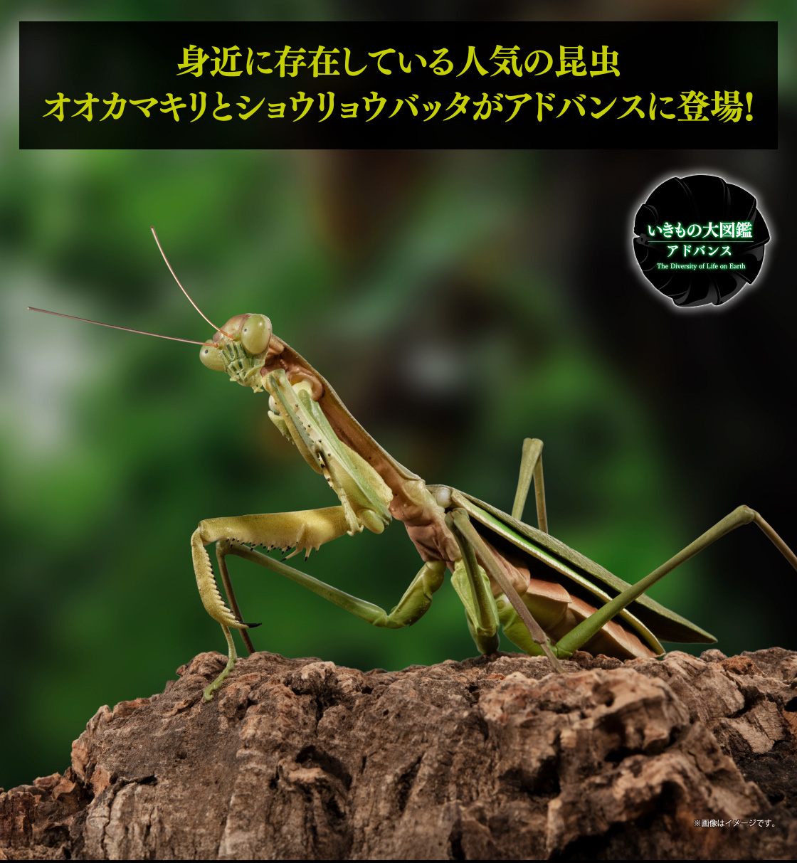 身近に存在している人気の昆虫 オオカマキリとショウリョウバッタがアドバンスに登場！