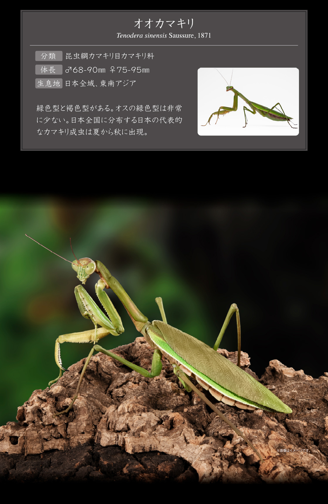 オオカマキリ