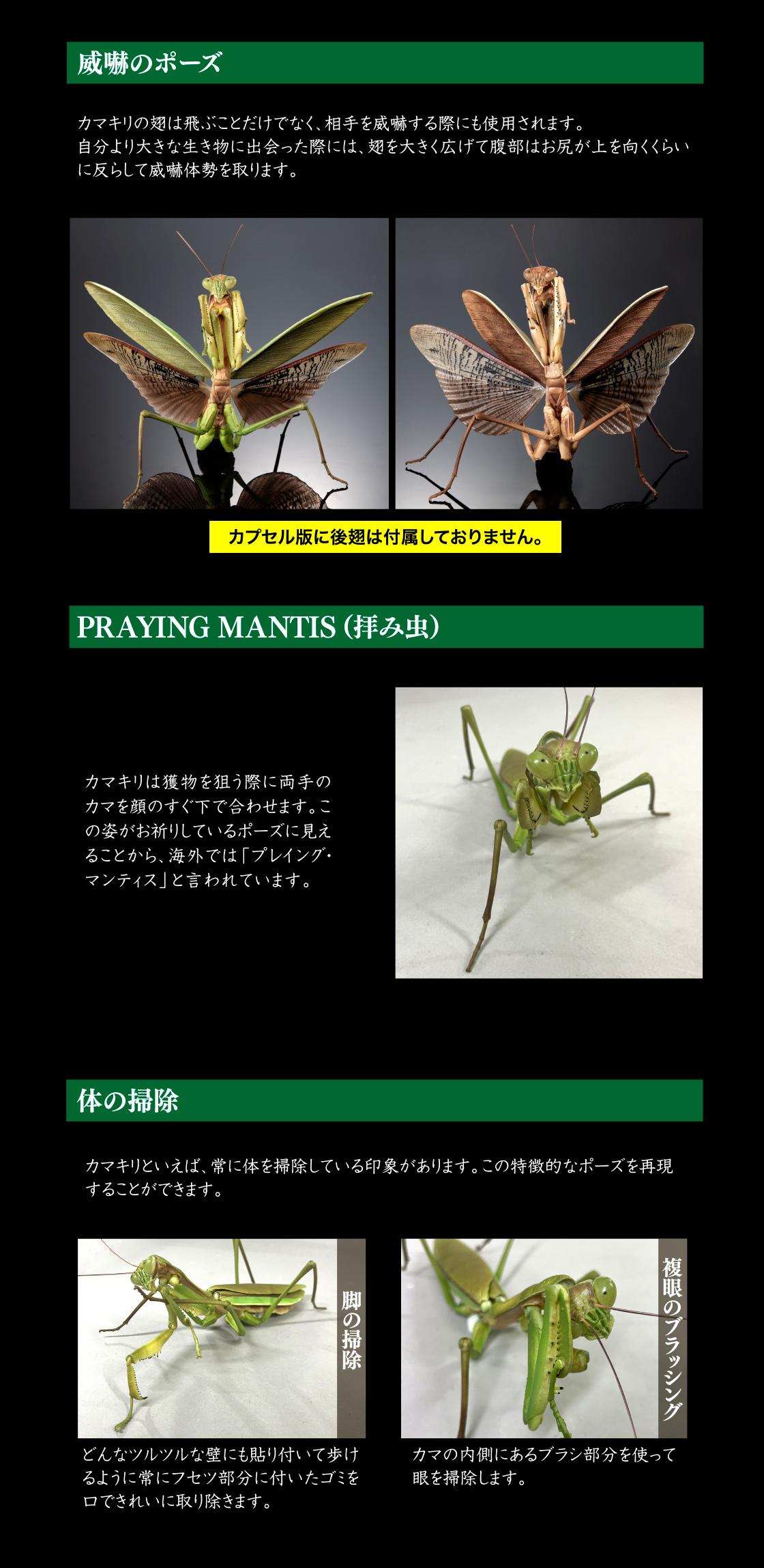 威嚇のポーズ PRAYING MANTIS（拝み虫） 体の掃除