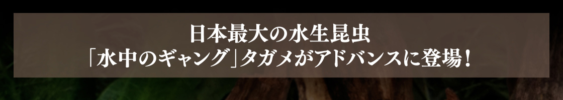 日本最大の水生昆虫「水中のギャング」タガメがアドバンスに登場！