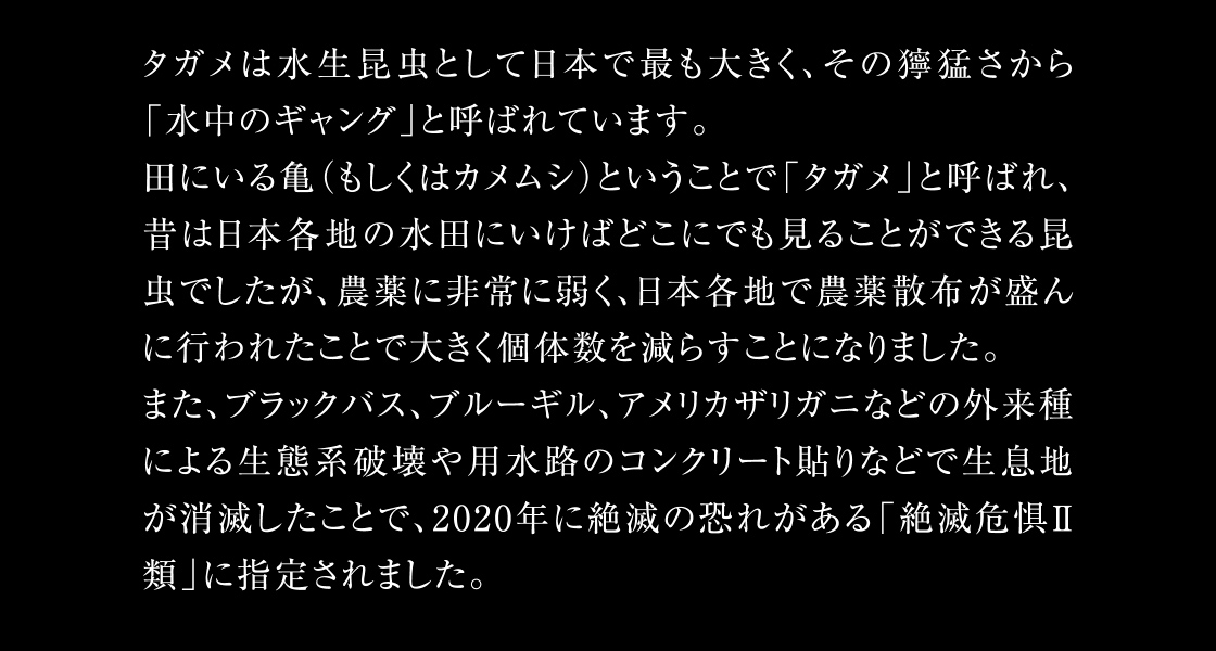 タガメは水生昆虫として日本で最も大きく、その獰猛さから「水中のギャング」と呼ばれています。