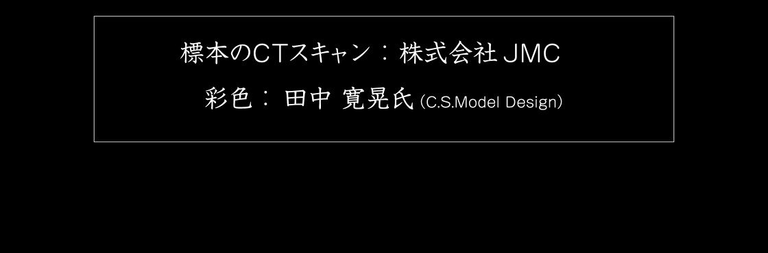 標本のCTスキャン：株式会社JMC　彩色：田中 寛晃氏(C.S.Model Design)