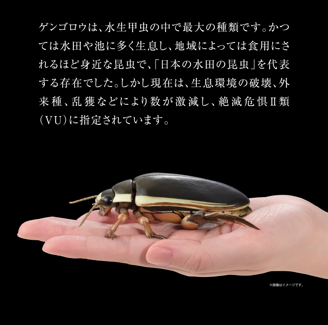 いきもの大図鑑アドバンス 水生昆虫02 ゲンゴロウ ディスプレイ