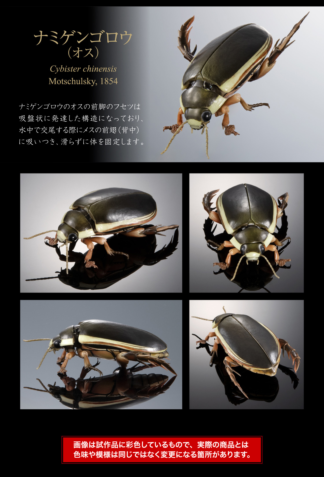 ナミゲンゴロウ（オス）