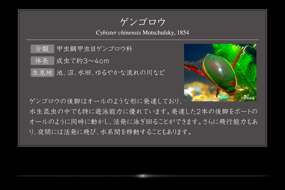ゲンゴロウ