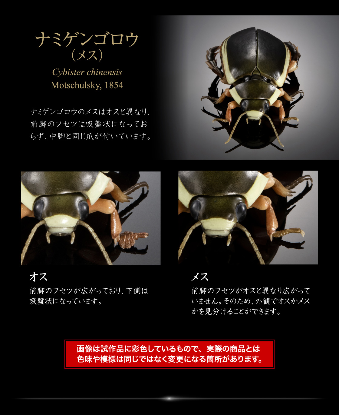 ナミゲンゴロウ（メス）