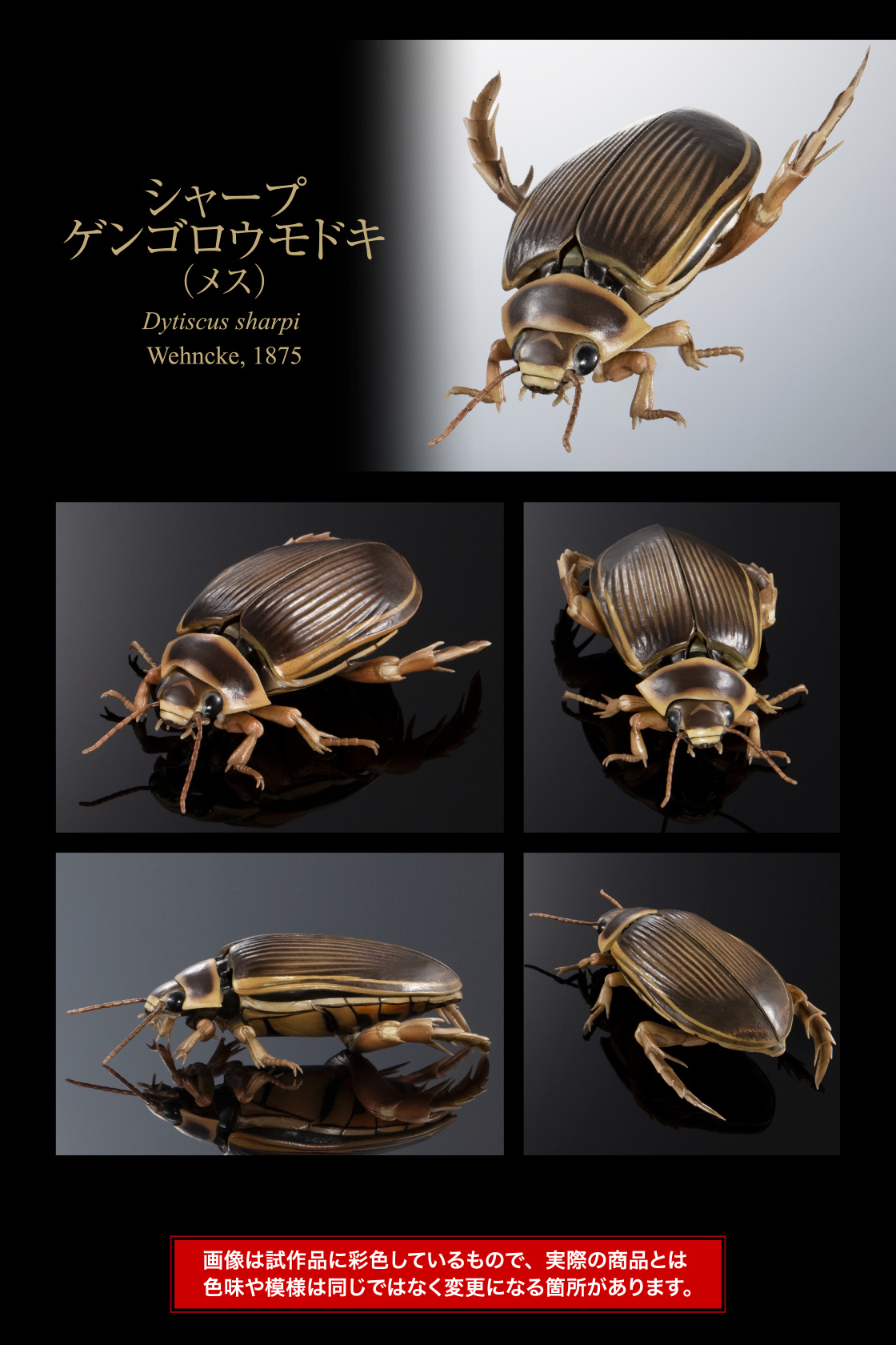 シャープゲンゴロウモドキ（メス）