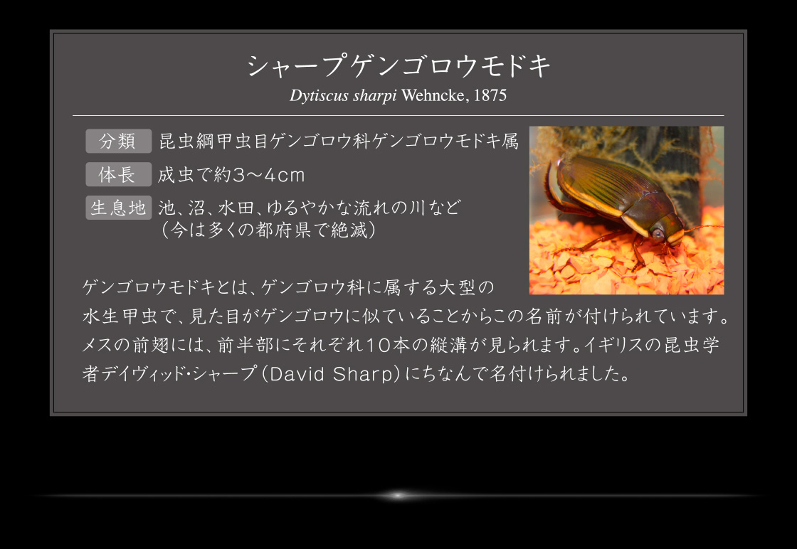 シャープゲンゴロウモドキ