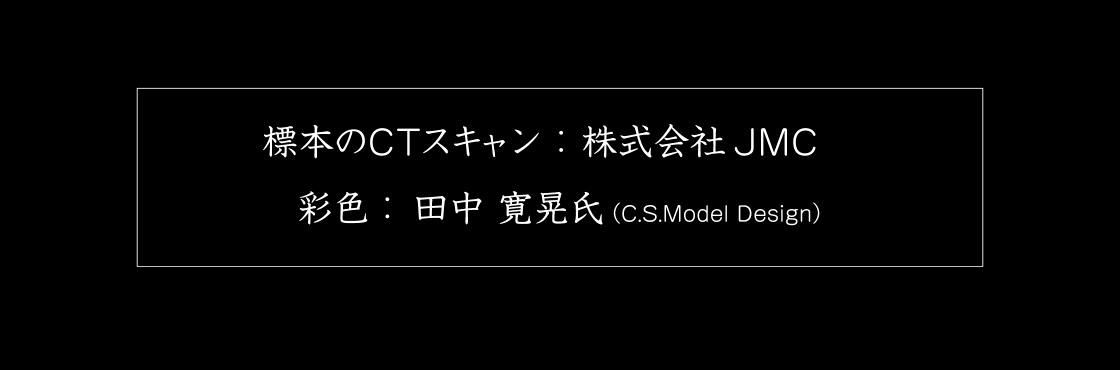 標本のCTスキャン：株式会社JMC　彩色：田中 寛晃氏(C.S.Model Design)