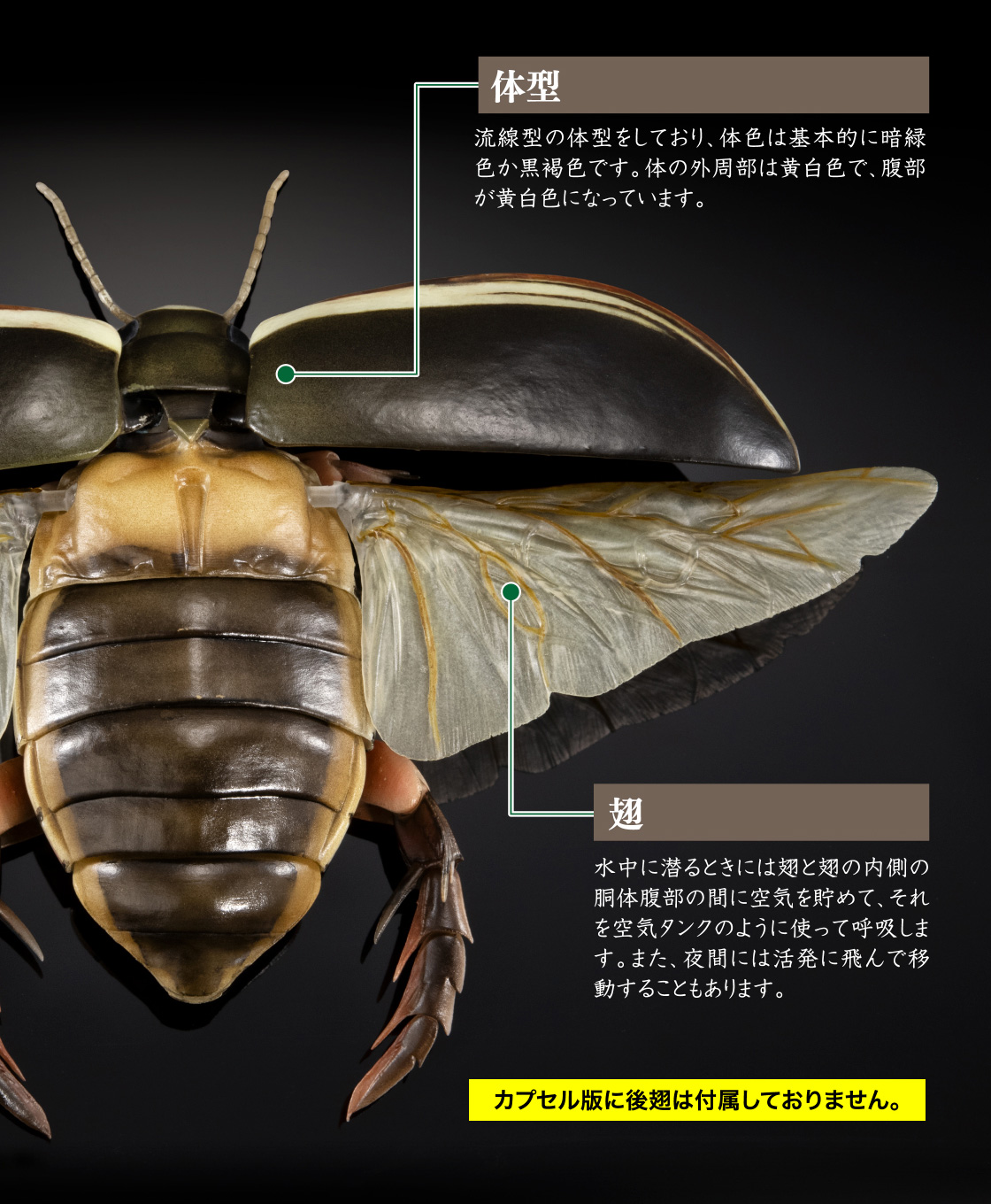 体型 翅 カプセル版には後翅は付属しておりません。
