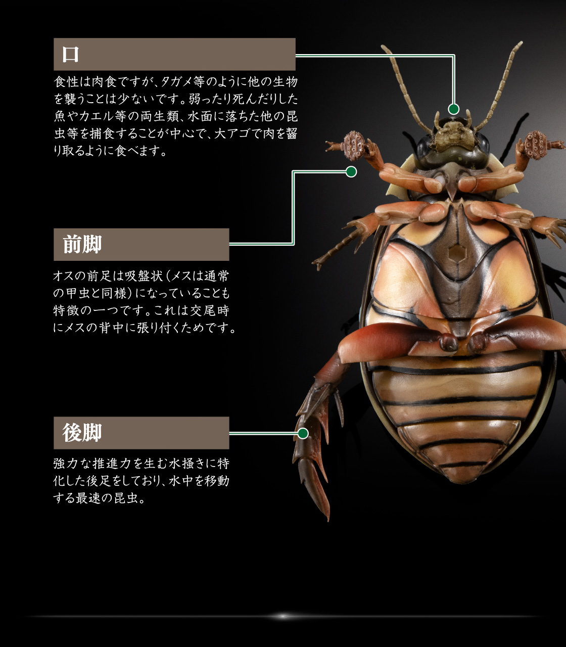 いきもの大図鑑アドバンス 水生昆虫02 ゲンゴロウ ディスプレイ