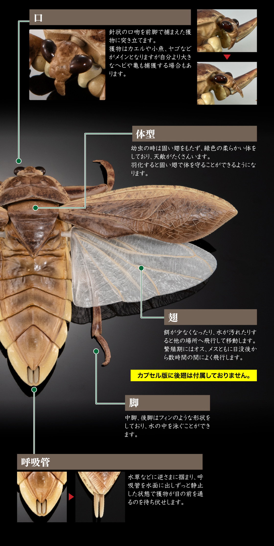 いきもの大図鑑アドバンス 水生昆虫02 ゲンゴロウ ディスプレイ