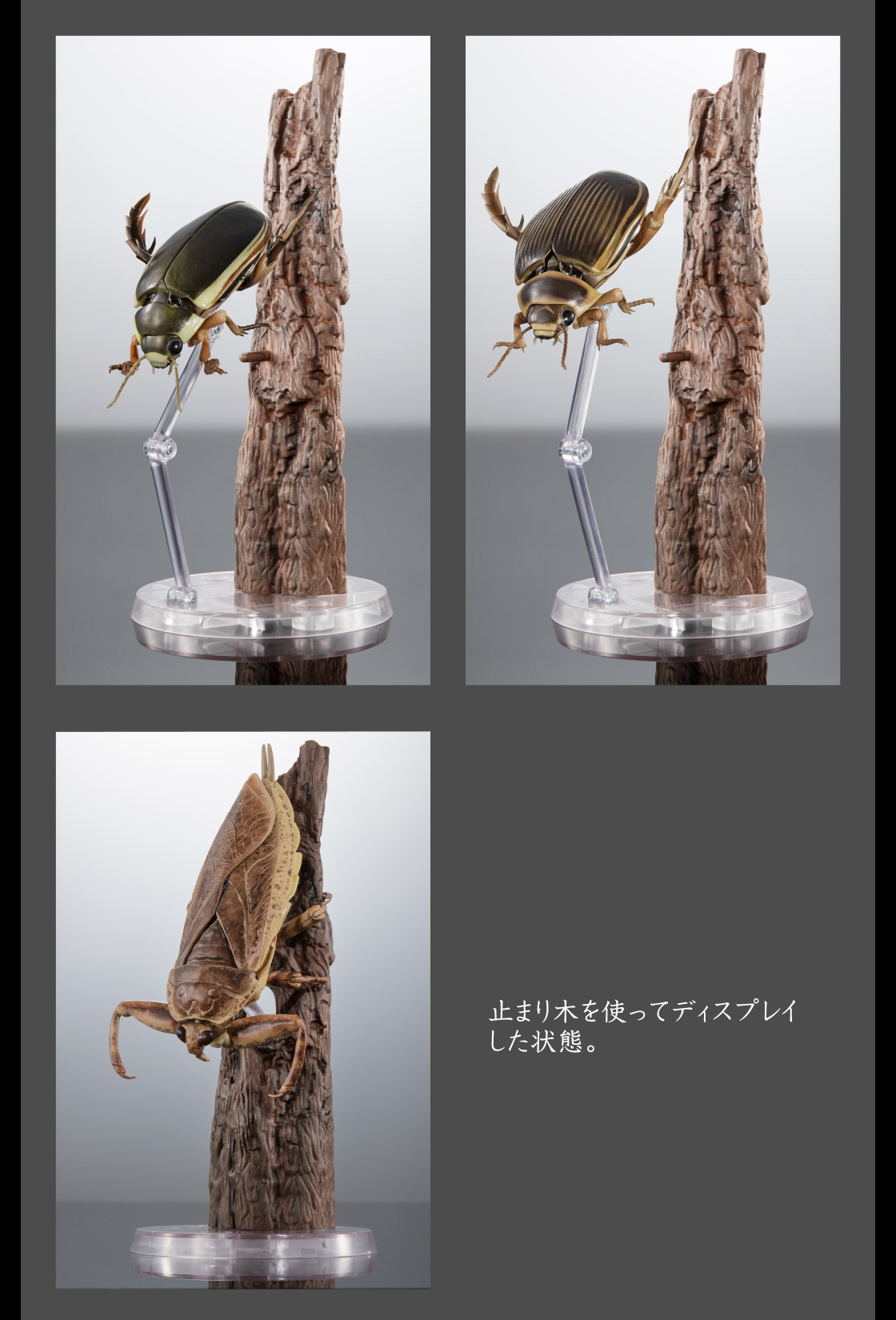 いきもの大図鑑アドバンス 水生昆虫02 ゲンゴロウ ディスプレイ