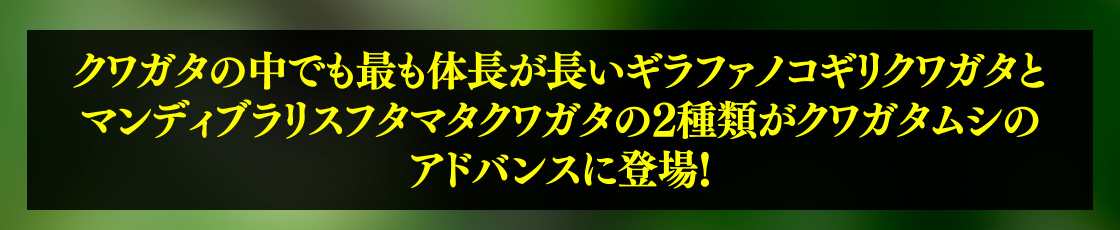 クワガタの中でも最も体長が長いギラファノコギリクワガタとマンディブラリスフタマタクワガタの2種類がクワガタムシのアドバンスに登場！