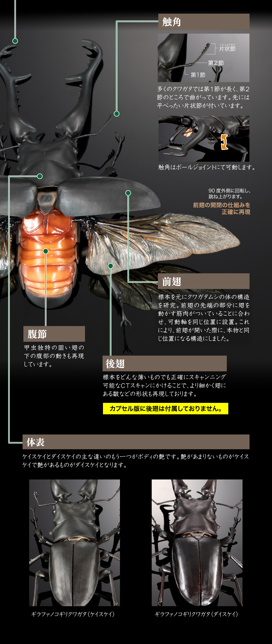 触角 腹節 前翅 後翅 体表