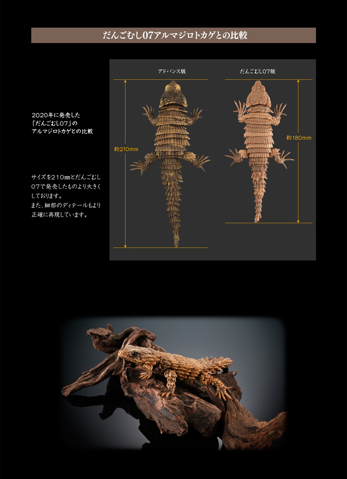 だんごむし07アルマジロトカゲとの比較