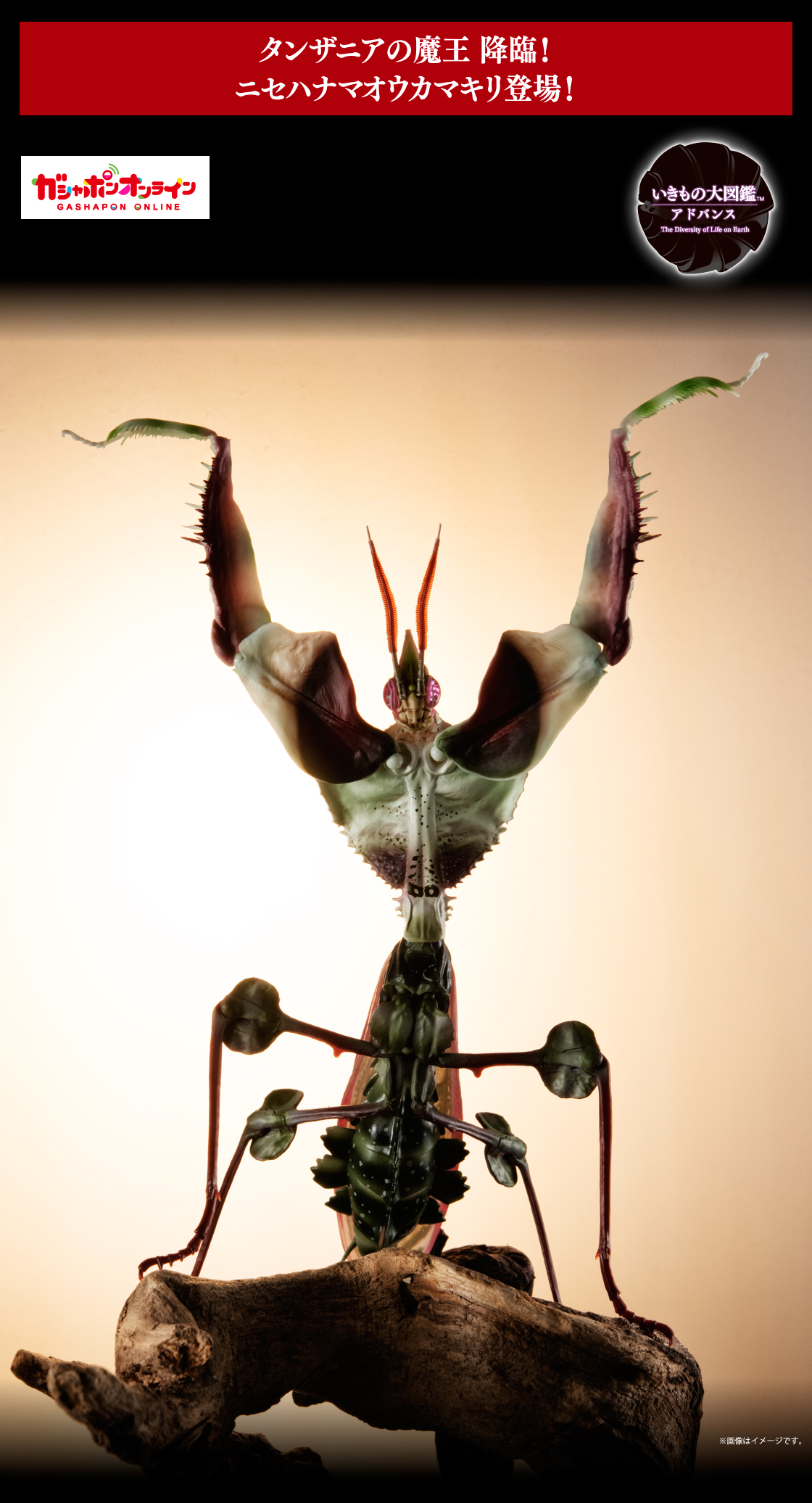 タンザニアの魔王 降臨！ニセハナマオウカマキリ登場！