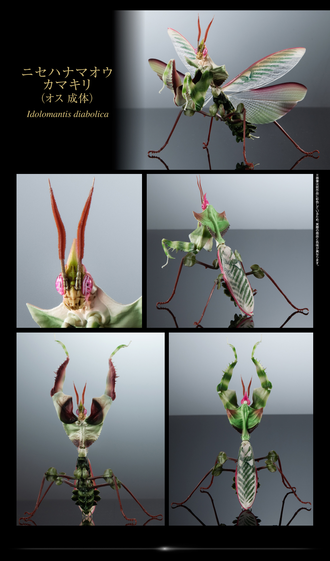 ニセハナマオウカマキリ オス（成体）