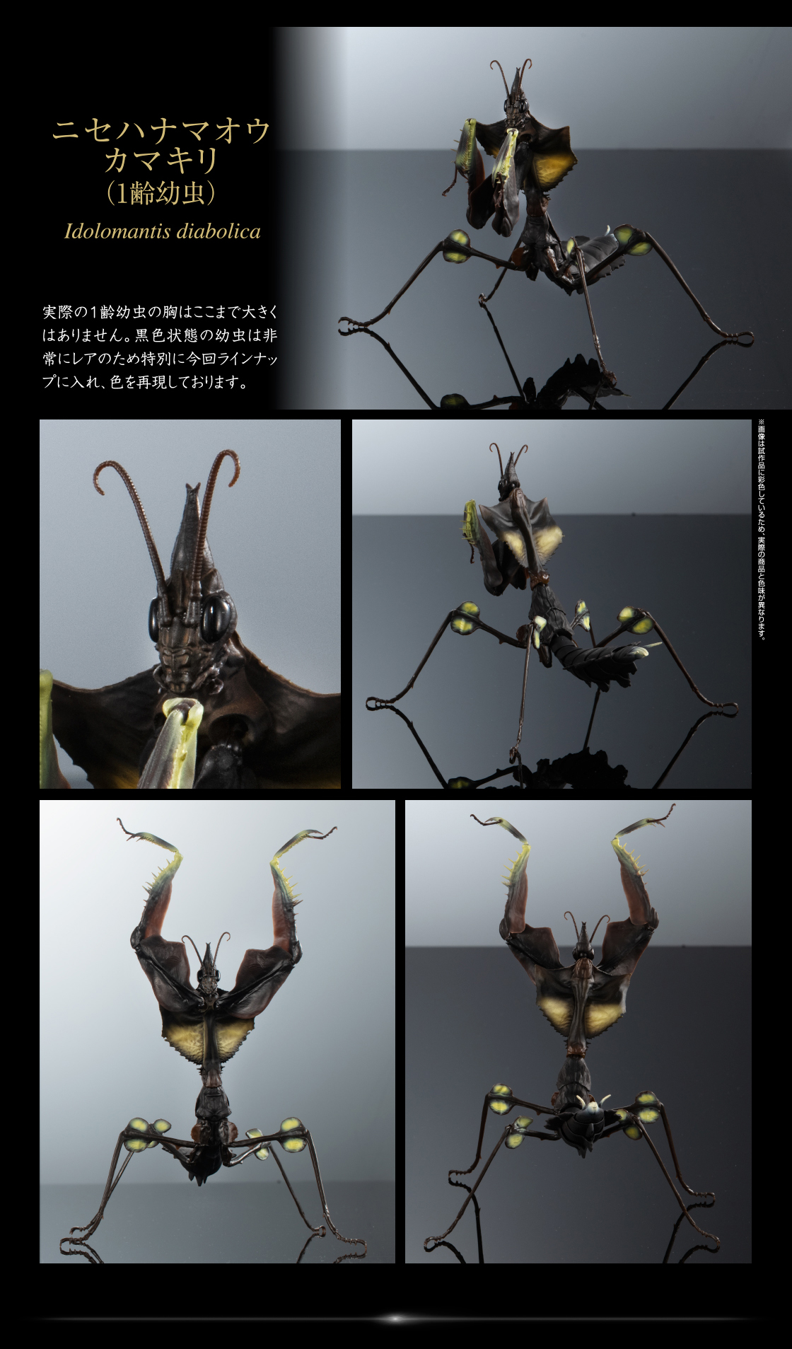 ニセハナマオウカマキリ （1齢幼虫）