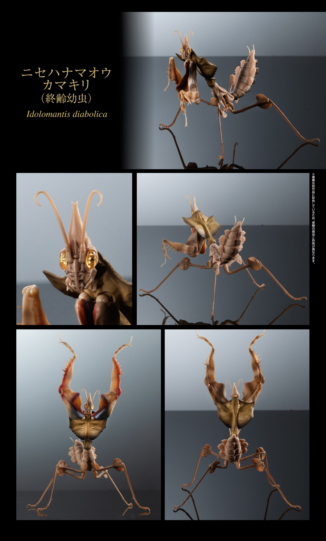 ニセハナマオウカマキリ （終齢幼虫）