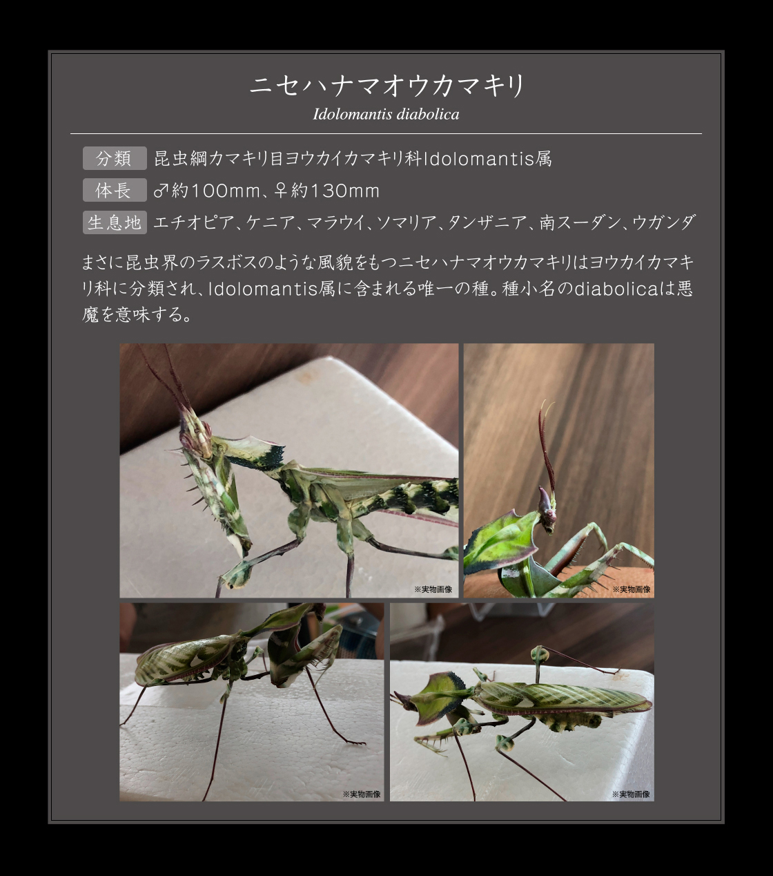 ニセハナマオウカマキリ