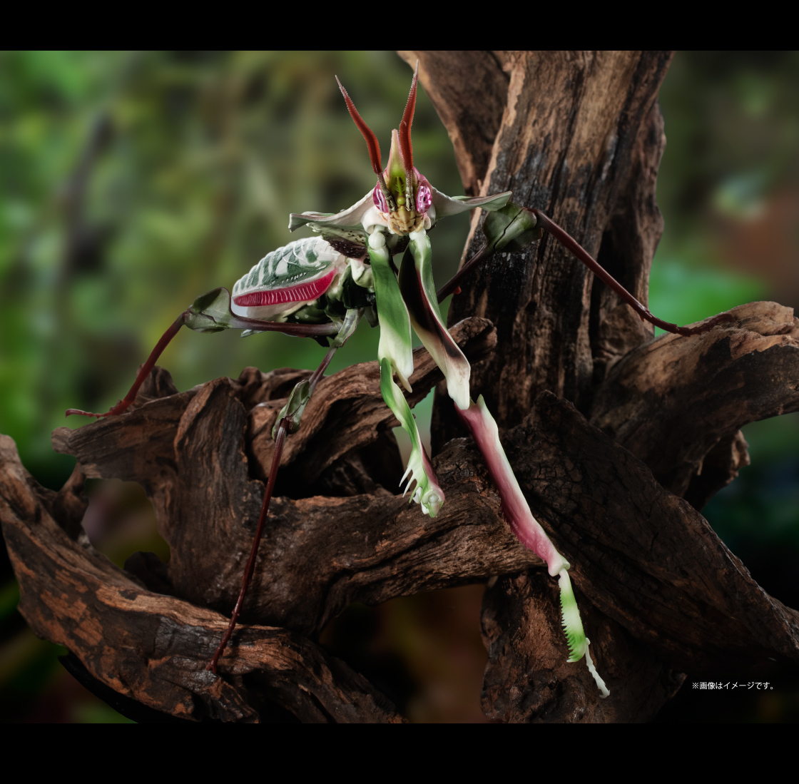 ニセハナマオウカマキリ