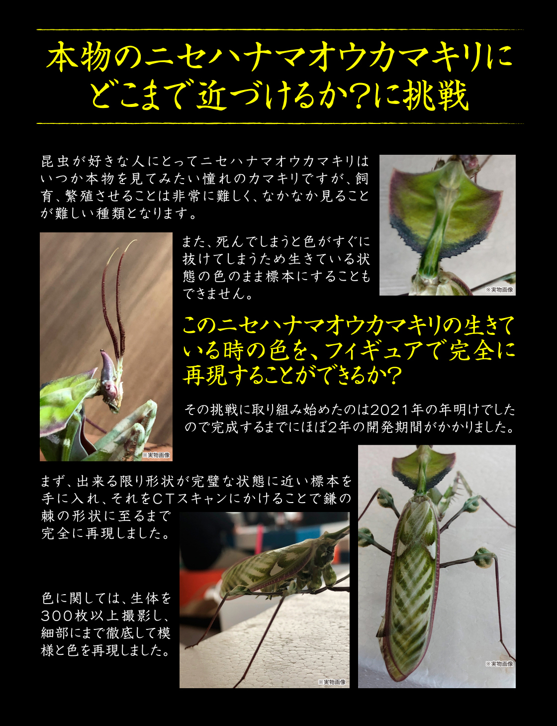 本物のニセハナマオウカマキリにどこまで近づけるか？に挑戦