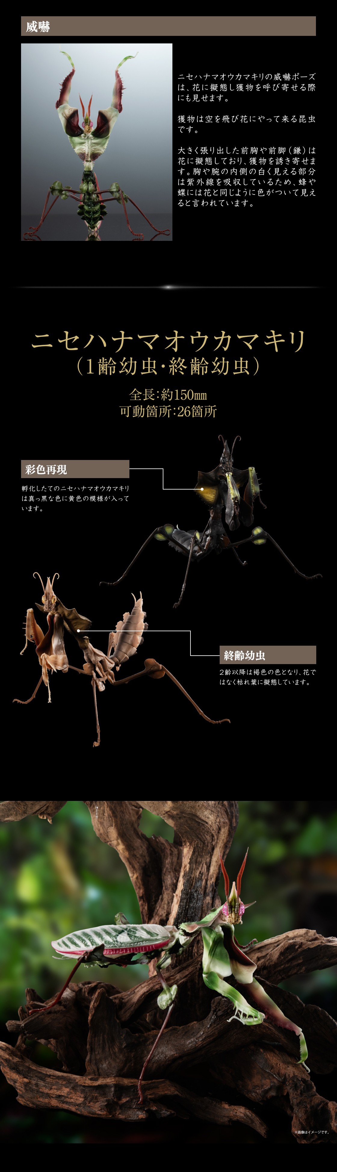 ニセハナマオウカマキリ（1齢幼虫・終齢幼虫）
