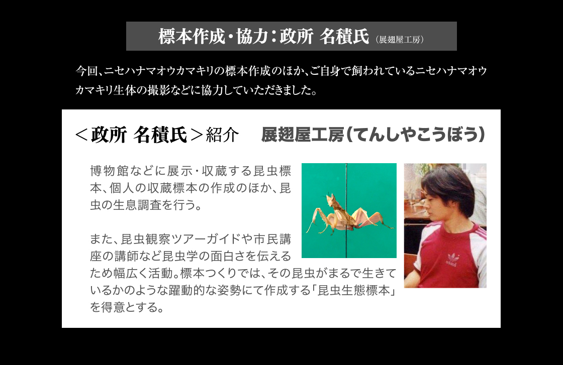 標本作成・協力：政所 名積氏(展翅屋工房)